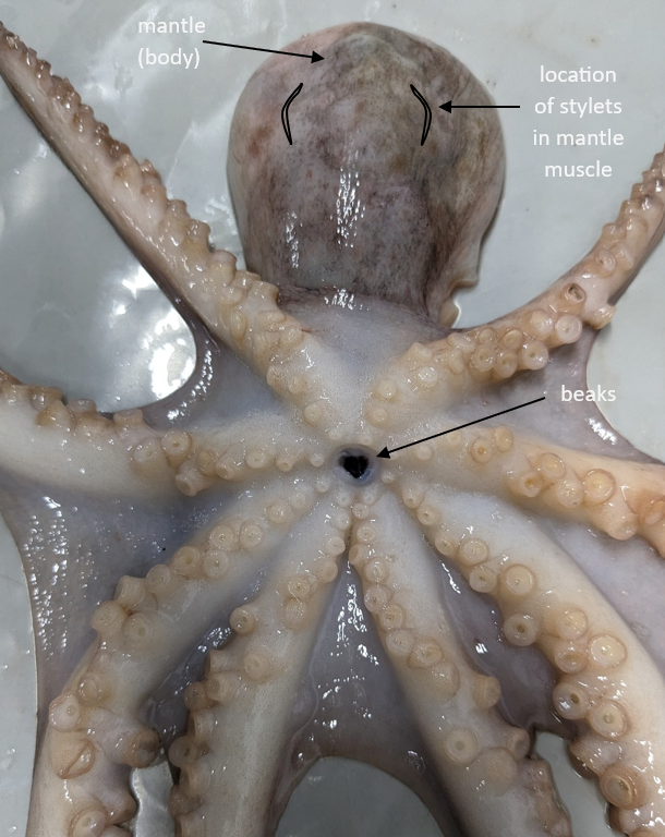 Location of gloomy octopus paired stylet in the mantle and break in the centre of the arms 