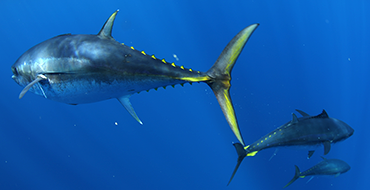 Future proofing the Southern Bluefin Tuna (Thunnus maccoyii) Industry by developing new products for new markets