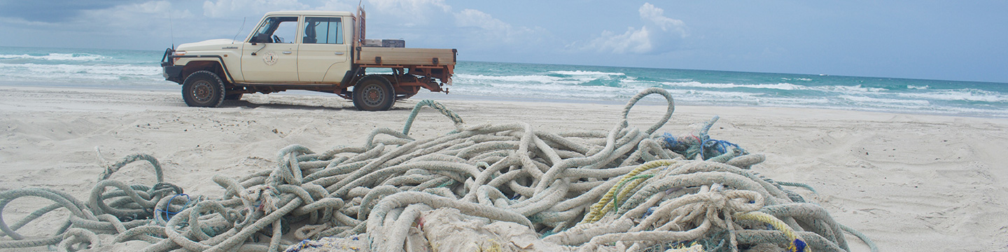 Impacts of microplastics on seafood revealed
