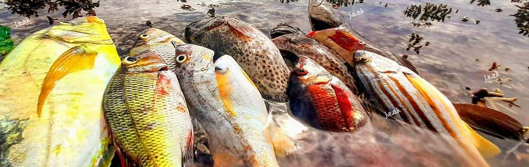 Closing the data gaps for Torres Strait traditional fishing