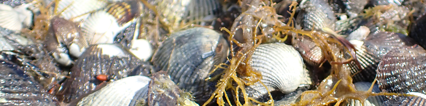 Pre-emptive research to safeguard Sydney Cockles