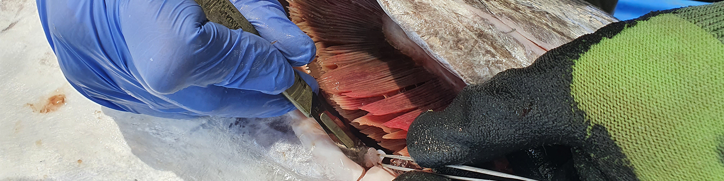 Novel research taking stock of the East Coast Spanish mackerel population