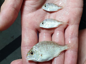 Snapper Science Program: Theme 3 - Monitoring and Assessment