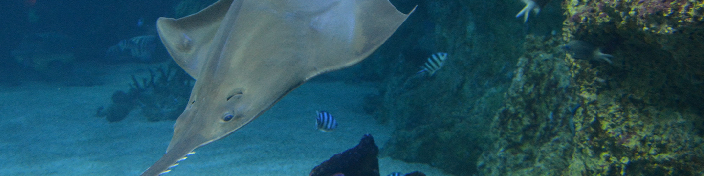August FRDC News - Sawfish Story
