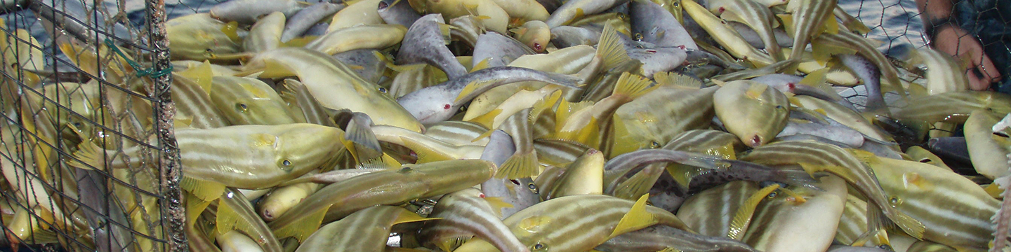August FRDC News - Trevally 