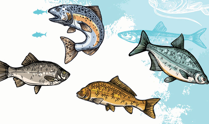 Fish graphic