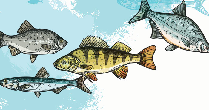 Fish graphic