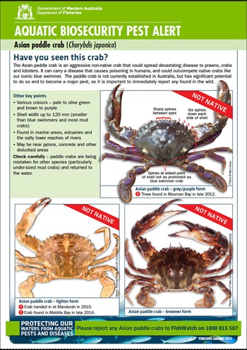 Cover image of Asian paddle crab Fact Sheet released by the WA Department of Fisheries