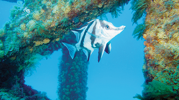 Photo of Longsnout Boarfish 