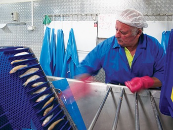 Photo of Gerard Kelly preparing whiting for delivery to the grading line