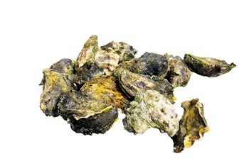 Photo of Sydney Rock Oysters grown and harvested  at Pambula on the  NSW south coast. 