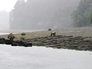 Photo of young oysters being laid out in mesh bags at Taylor Shellfish Farms