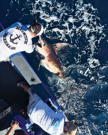 Photo of recreational fisher Paul Worsteling releasing a tagged Swordfish