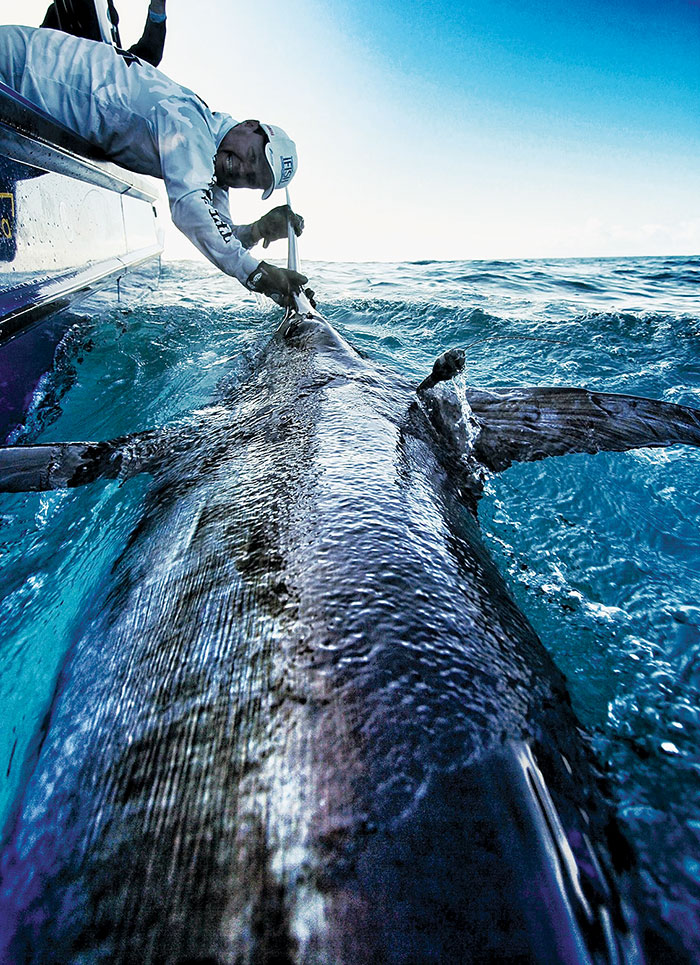 Photo of recreational fisher Paul Worsteling releasing a tagged Swordfish