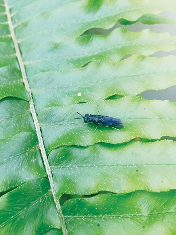 Photo of a black soldier fly on a leaf