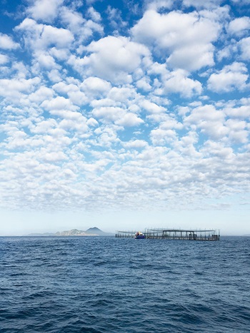 Photo of Yellowtail Kingfish aquaculture ocean trials  at the NSW Marine Aquaculture Research Lease  in Providence Bay, Port Stephens. 