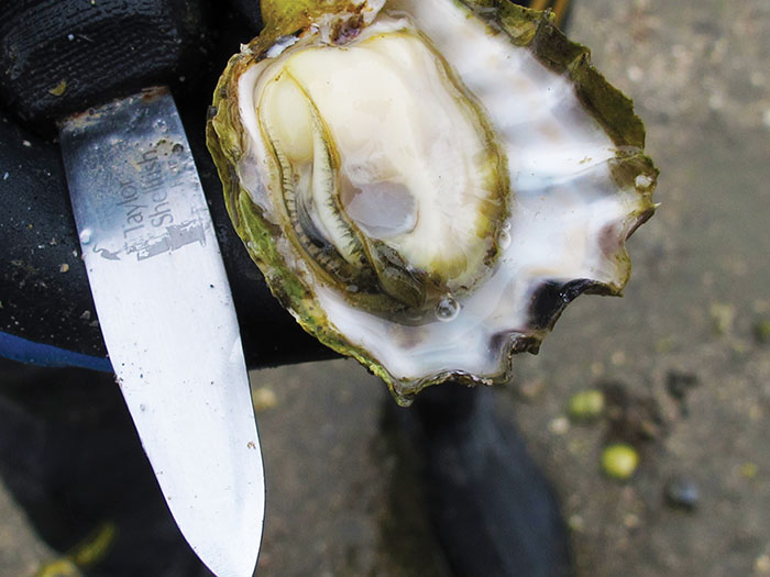 Photo of an oyster and shucking knife