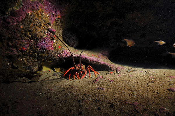 Photo of a Southern Rock Lobster