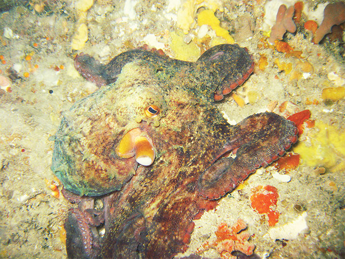 Targeted investment has helped kickstart a new Octopus tetricus (pictured) fishery in Western Australia. Photo: WA Department of Primary Industries and Regional Development
