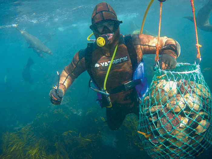 Photo of Craig fox harvesting abalone