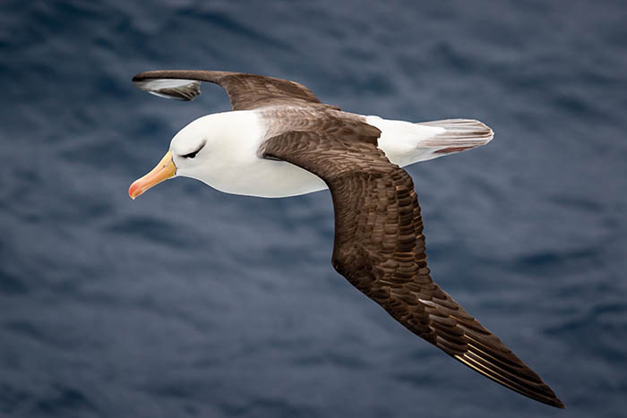 Photo of albatross
