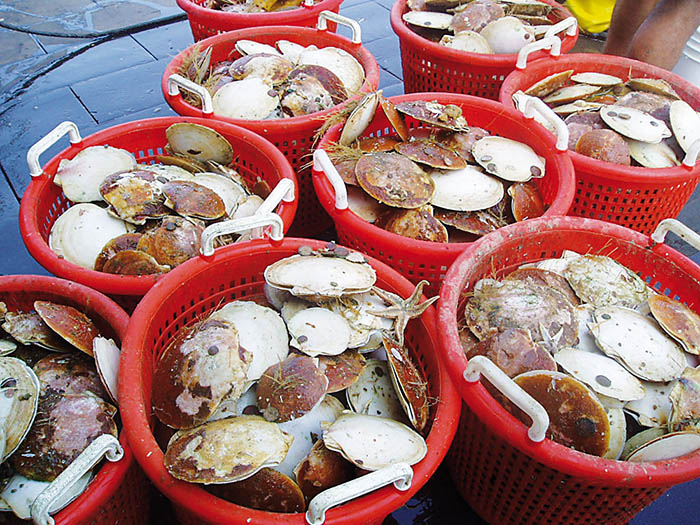Photo of sea scallops in buckets
