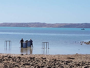 Photo of Steven Gill and Ryan Hall installing spat collecting equipment 