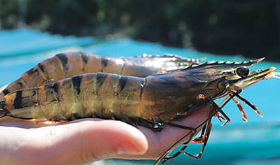 Photo of Black Tiger Prawns