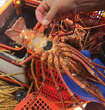 Photo of a tagged Western Rock Lobster