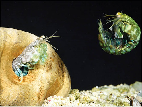 Photo of a mantis fighting and using telson