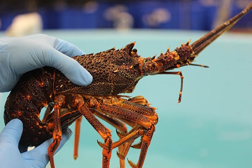 Photo of Southern Rock Lobster