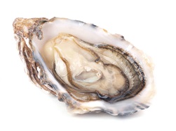 Photo of an oyster