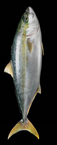 Photo of kingfish