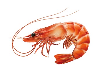 Photo of prawn