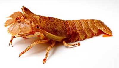 Husarbejde venom skranke Make way for farmed bugs and lobsters | FRDC
