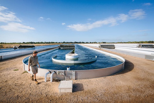 Photo of Chris Praeger treating water from prawn ponds