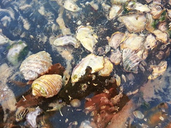 Photo of sea snail