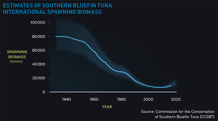 Infographic showing estimates of Southern Bluefin Tuna international spawning biomass