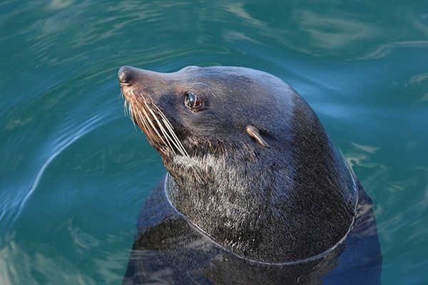 Photo of seal in water