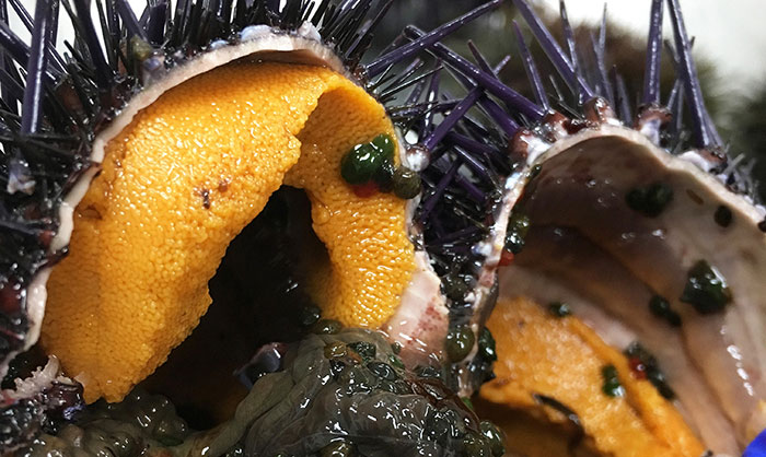 Sea urchin