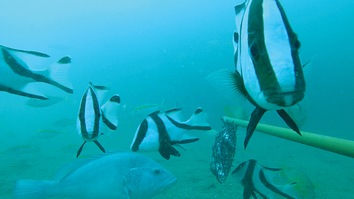 Artificial reefs