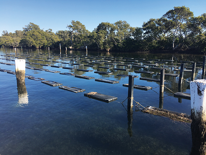 Sydney Rock Oyster nursery