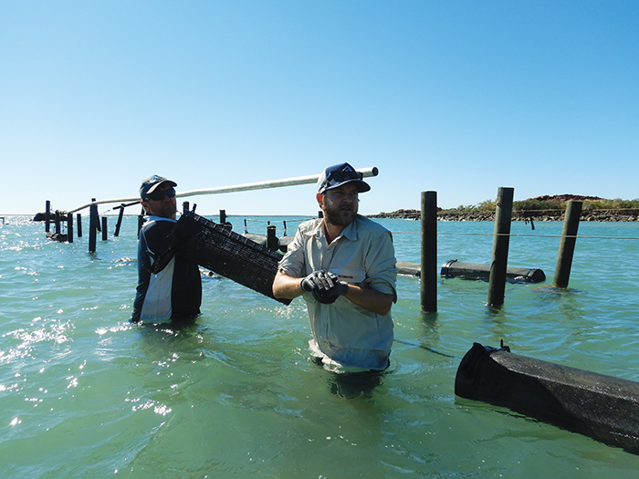 Tropical Rock Oyster farm