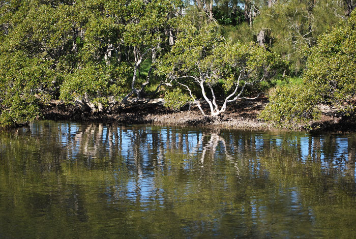 Mangrove habitat