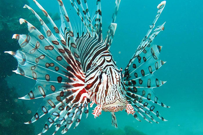 Lion fish