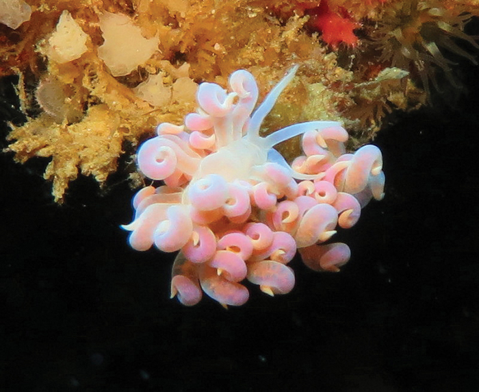 Phyllodesmium