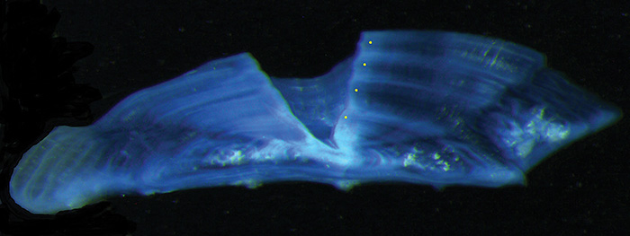 Biochronological modelling