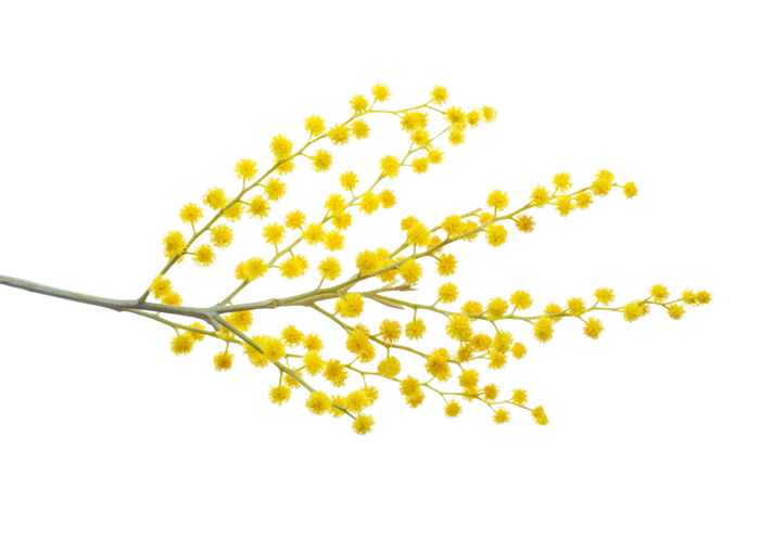 wattle