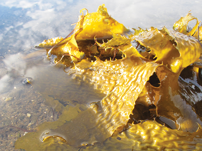 kelp, common kelp, Golden Kelp, Ecklonia radiata