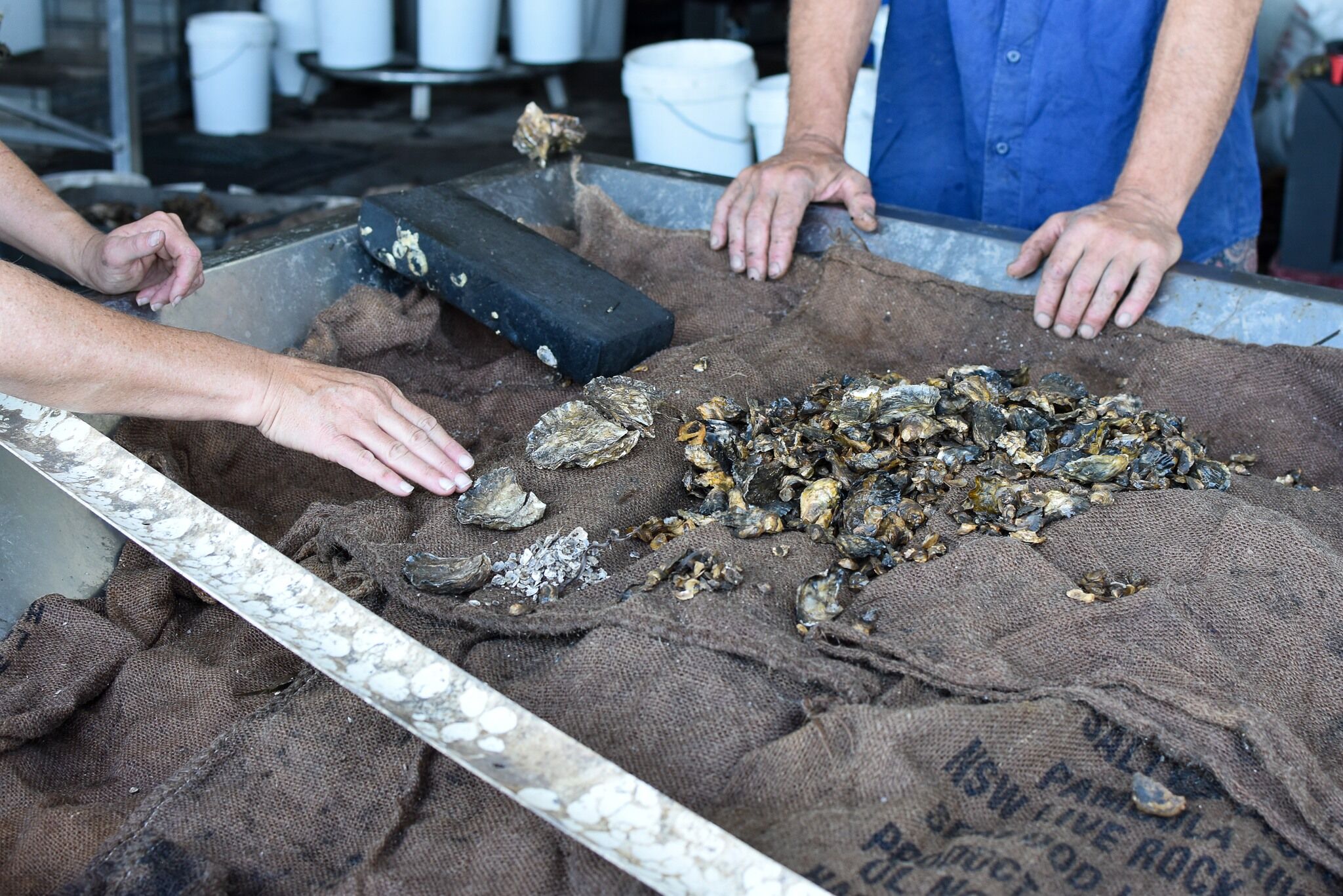 Oyster technology being used for Circular Economy Purposes